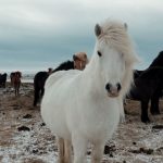 White Horse in Group ID: 15552039