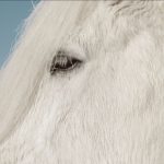 White Horse Closeup Winter ID: 22520053
