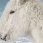 White Horse Closeup Winter ID: 53696843