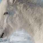White Horse Closeup Winter ID: 97081841