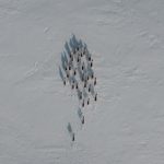 Reindeers Running Snow ID: 26555713